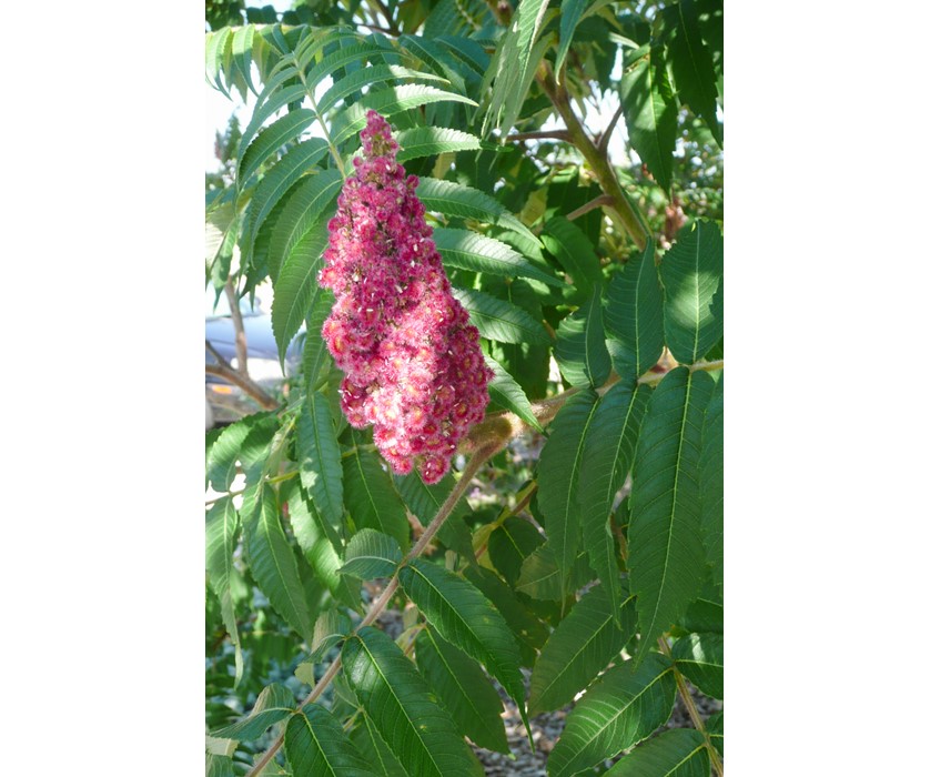 Staghorn Sumac